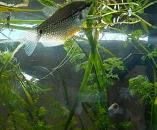 Pearl Gourami