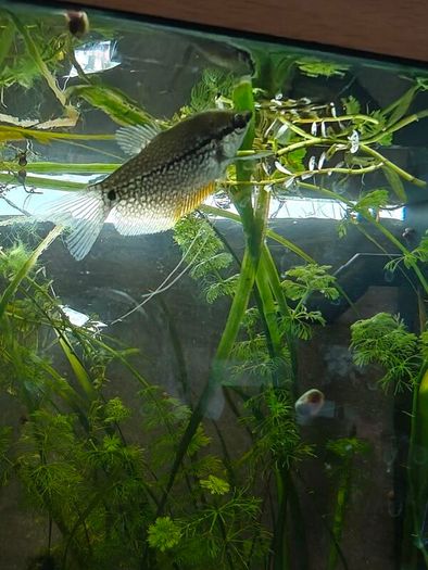 Pearl Gourami