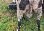 Hogget Ram SIS approved