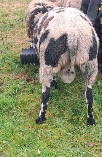 Hogget Ram SIS approved