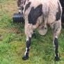 Rams SIS approved Image 6