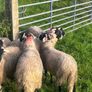 Swaledale ewe lambs Image 3