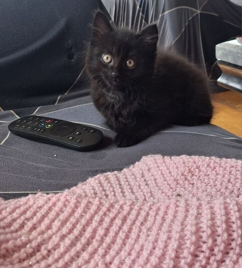 Kitten
