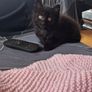 Kitten Image 4