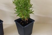 Dwarf Pomegranate Tree