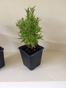 Dwarf Pomegranate Tree