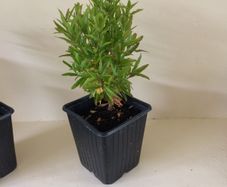 Dwarf Pomegranate Tree