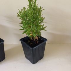 Dwarf Pomegranate Tree