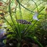 2 yoyo loaches Image 4