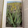 Aloe Vera: The Medicine Plant Book Image 8