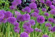 Allium seeds