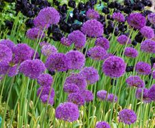 Allium seeds