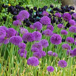Allium seeds