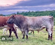 5 star PBR Shorthorn bulls