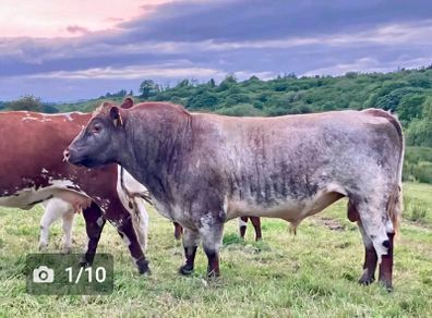 5 star PBR Shorthorn bulls