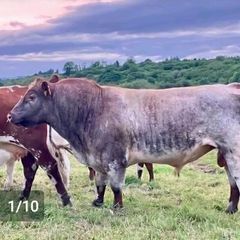 5 star PBR Shorthorn bulls