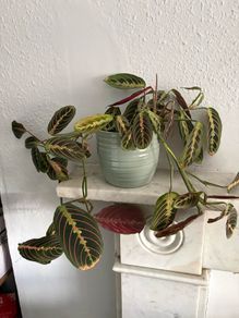 Maranta prayer plant