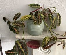Maranta prayer plant