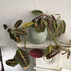 Maranta prayer plant
