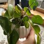 plant with plant pot Image 2