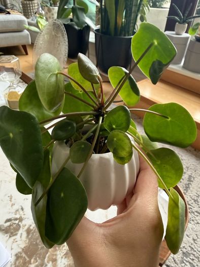 plant with plant pot
