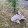 driftwood Image 9