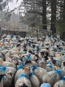 Cull ewes