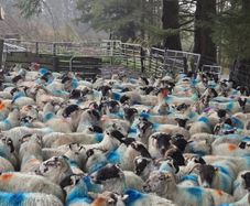 Cull ewes