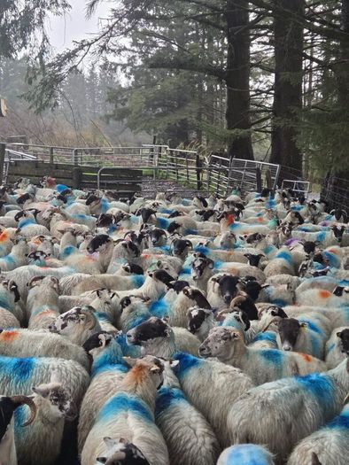 Cull ewes