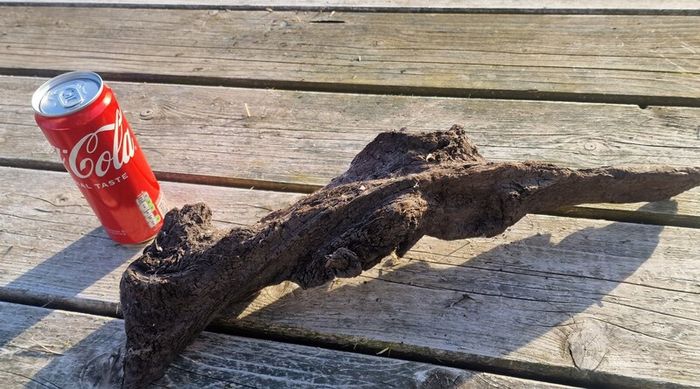 bog oak