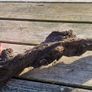 bog oak Image 6