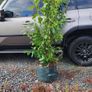 Hedging in Variety in 3 litre pot from 5 euro Image 7
