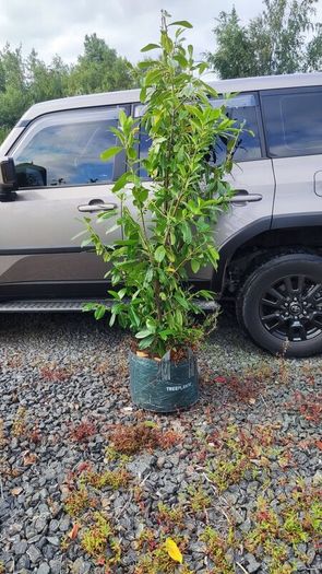 Hedging in Variety in 3 litre pot from 5 euro