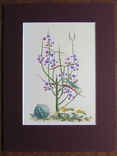 "Desert Devotions" - Limited Edition Mounted Print by Patrick O'Hara | Praying Mantid & Desert Wildflowers | 40 x 30 cm