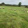 Ewe Hoggets Image 9