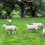 28 Hoggets strong Cross Image 5