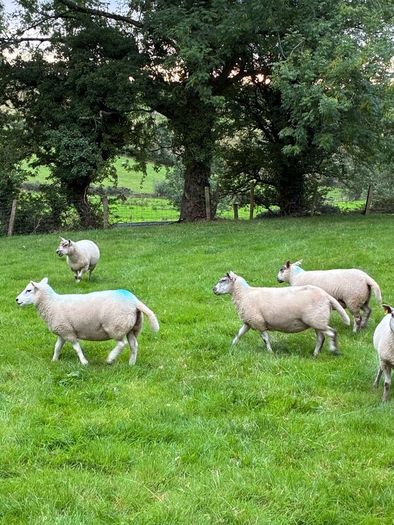 28 strong Hogget   Cross