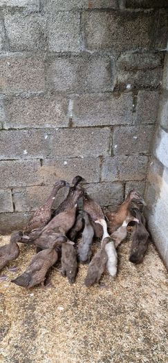 Ducks, Drakes, Ducklings