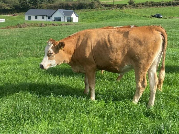 17 Fleck cross in Calf Heifers for Sale
