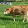 17 Fleck cross in Calf Heifers for Sale Image 7