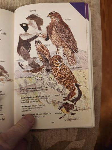 Whizz Kids. Birdwatching First Edition Vintage 1979 Paperback In Good Condition. 36.