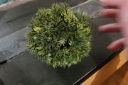tank ornament