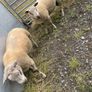 Charrolais x rouge ram Image 5