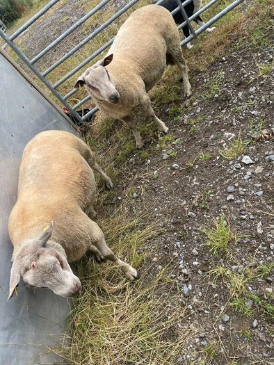 Charrolais x rouge ram