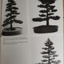 The Art of Bonsai Hardback (1981 True First Edition) - Peter D. Adams - Ward Lock Image 8