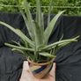 Indoor Plants - Monstera Deliciosa & Aloe Vera Image 2