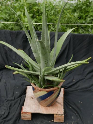 Indoor Plants - Monstera Deliciosa & Aloe Vera