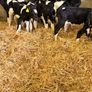 10 Friesian Bull Calves for Sale Image 2