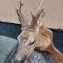Roe Deer Taxidermy Image 4
