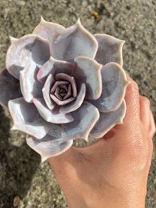 plant